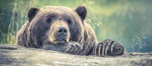 image of bear resting on a log.